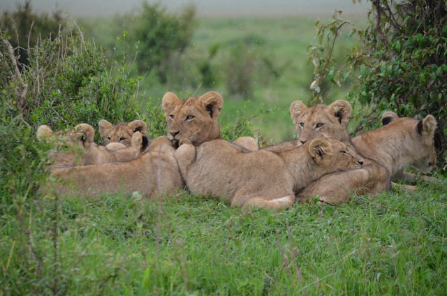 Best Countries to Visit in July-kenya